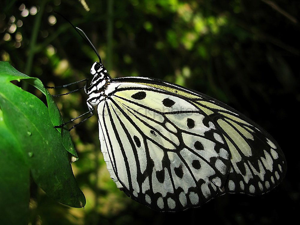 Similar – versteckt schön Natur