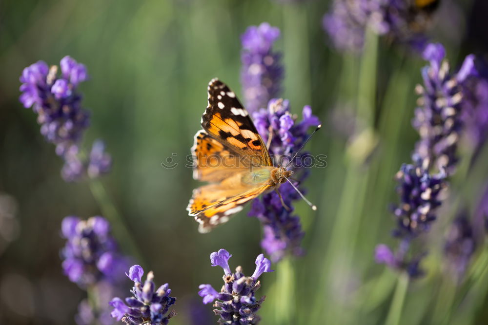 Similar – summer life Bumble bee