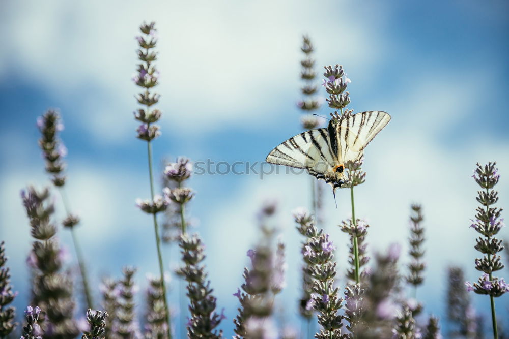 Similar – Image, Stock Photo busy bee Summer Nature