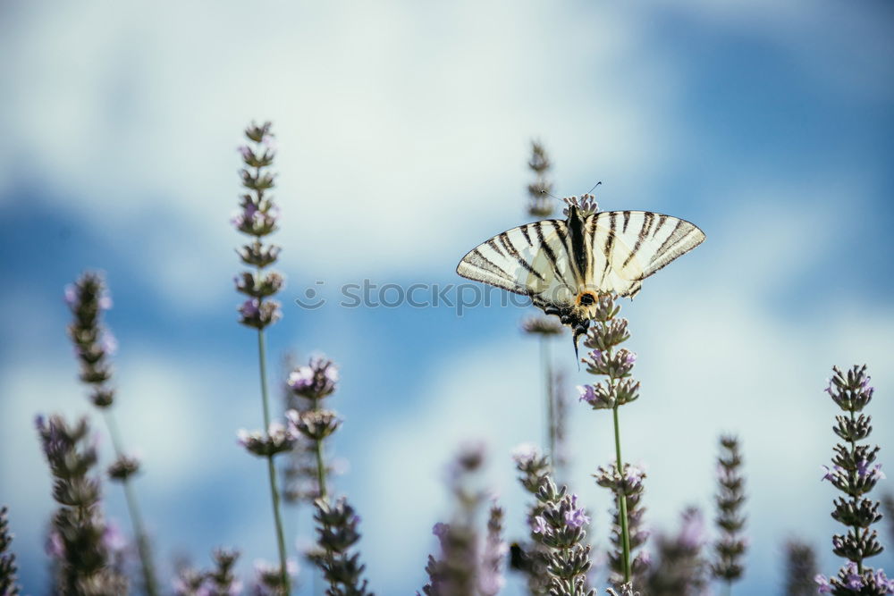 Similar – Image, Stock Photo busy bee Summer Nature