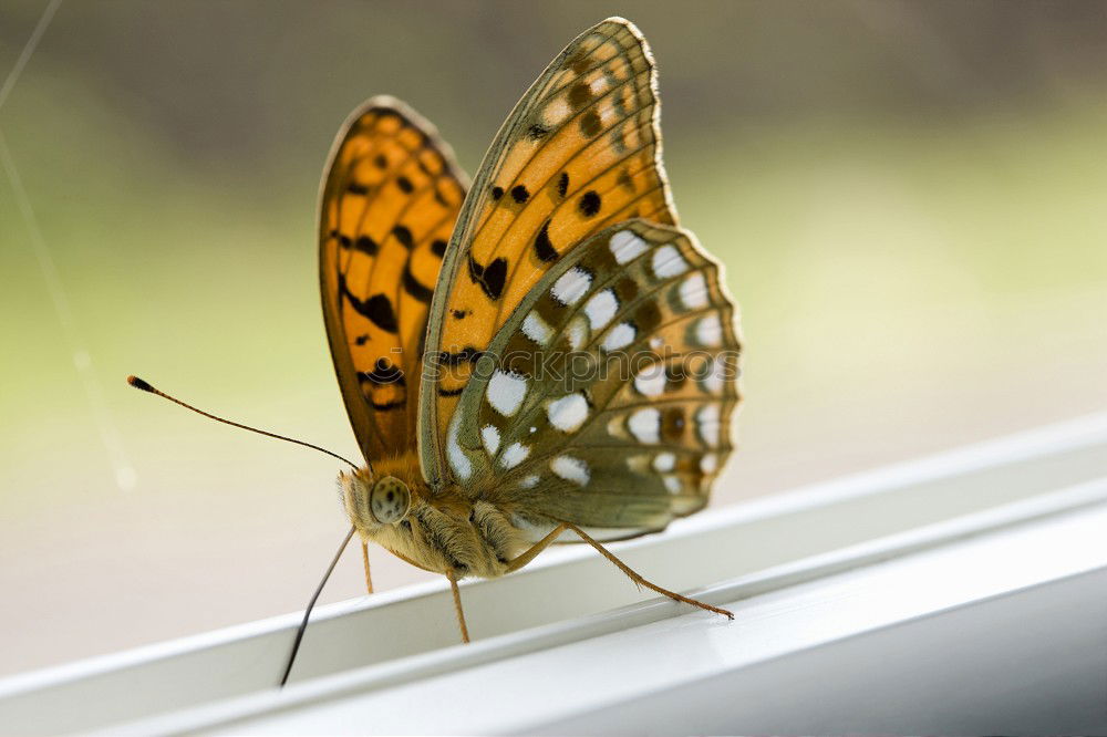 Similar – Image, Stock Photo Butterfly sits on the index finger of a hand