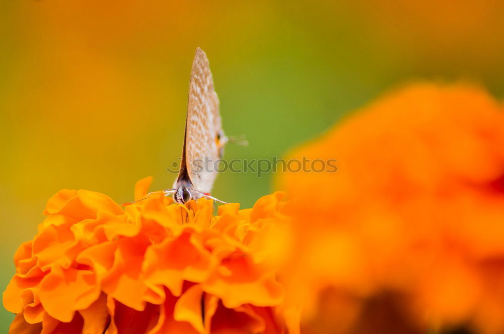 Similar – Butterfly with light wing