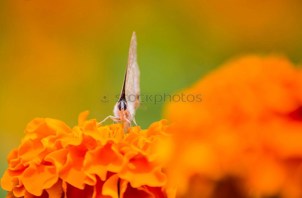 Similar – Wandelroeschen, Lantana, camara, Wandelrosen,