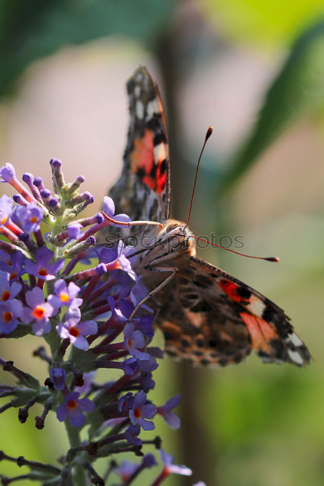 Foto Bild Auge um Auge… *2 Blume