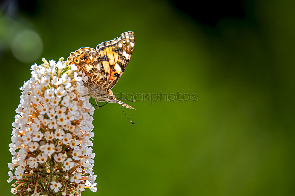 Similar – Image, Stock Photo Pigeon tail; macroglossum; stellatarum;