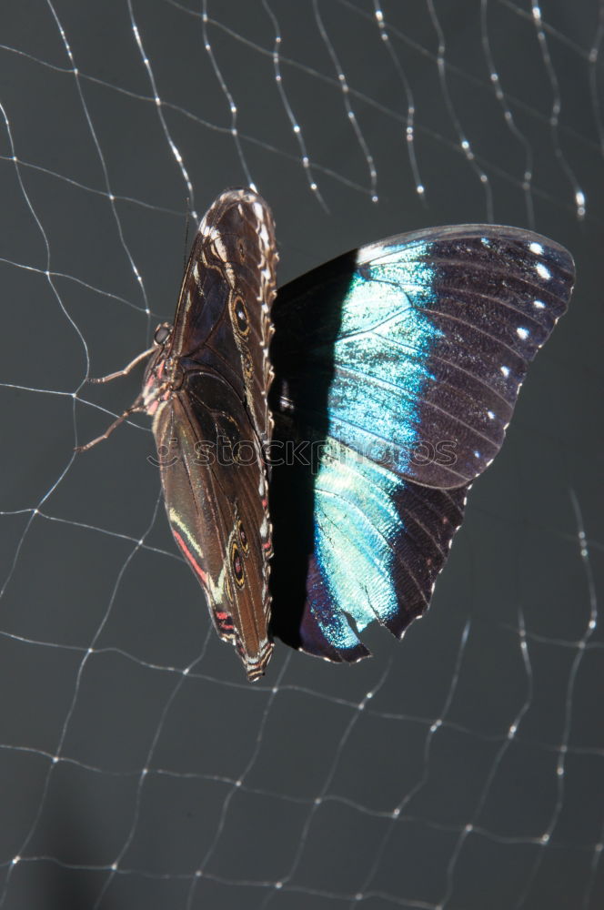 Image, Stock Photo A short rest, sky blue leaf beetle preening itself on the top of a leaf