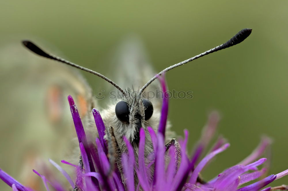 Similar – Blossom and bee Honey