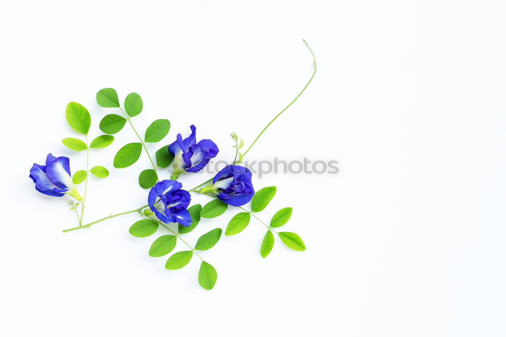 Similar – Image, Stock Photo fragile II Flower Hope