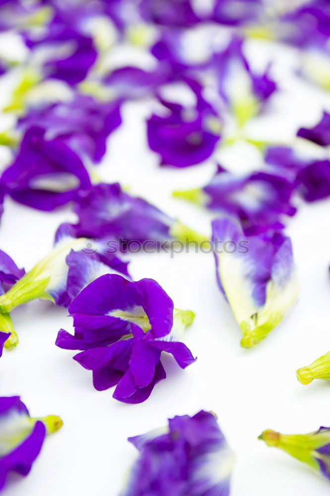Similar – Image, Stock Photo purple flowers Blossom