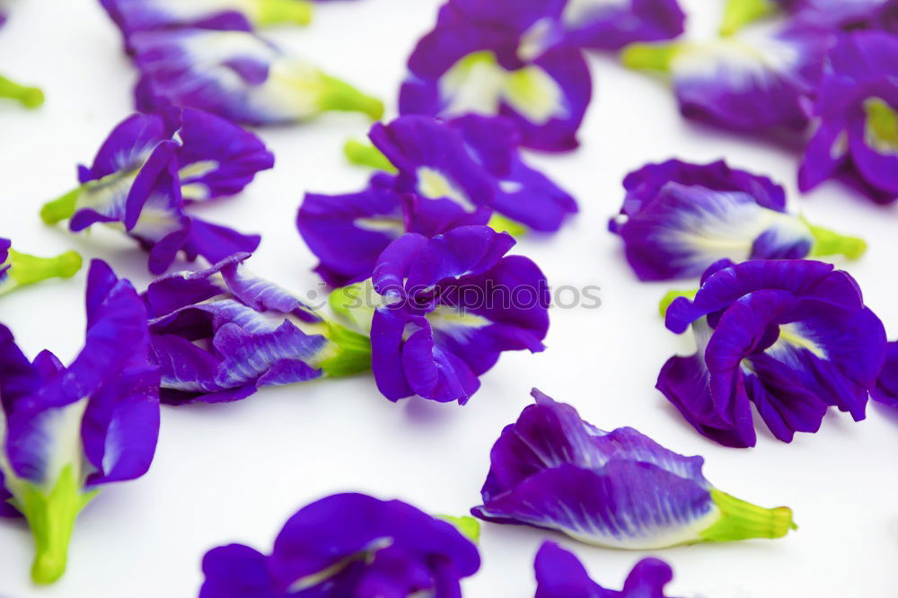 Similar – Image, Stock Photo purple flowers Blossom