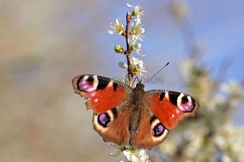 Similar – Butter.Fly. Schmetterling