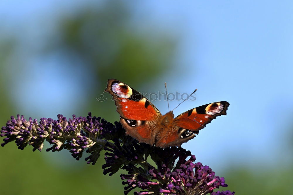 Similar – Foto Bild Letzten Sommer I Natur