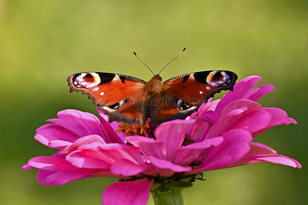 Similar – observation wings Nature