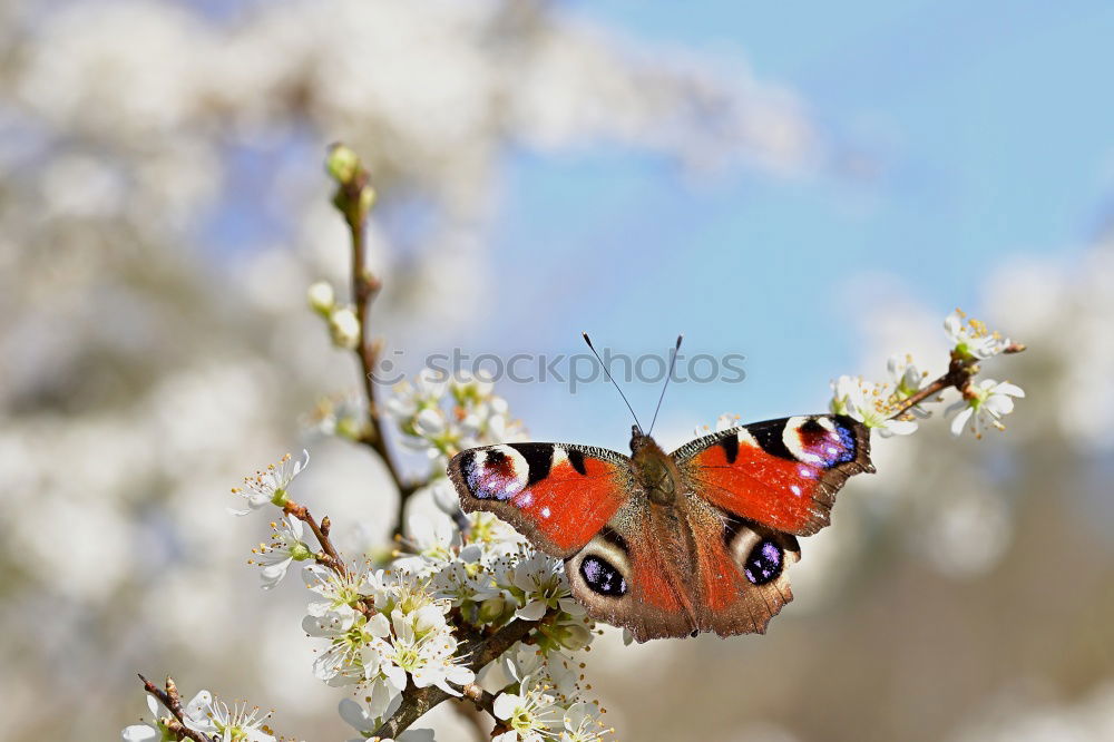 Similar – Foto Bild Letzten Sommer I Natur