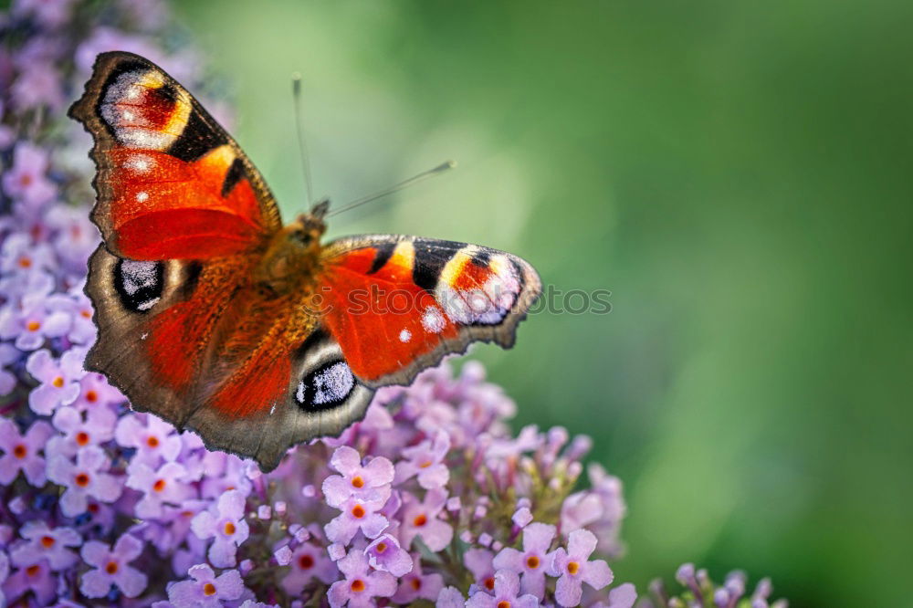 Similar – Image, Stock Photo A butterfly on lavender flowers