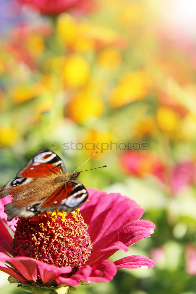 Similar – Image, Stock Photo winter stock Nature Plant