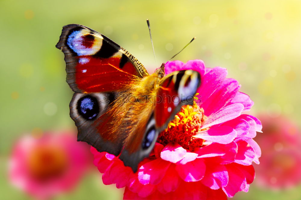 Similar – observation wings Nature