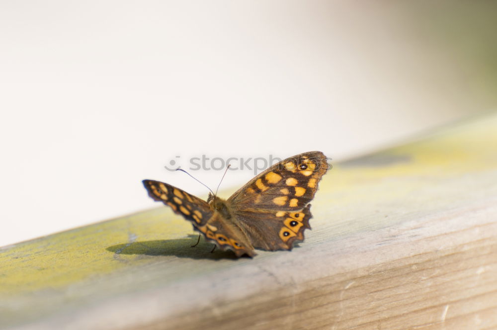 Similar – Image, Stock Photo Butterfly sits on the index finger of a hand