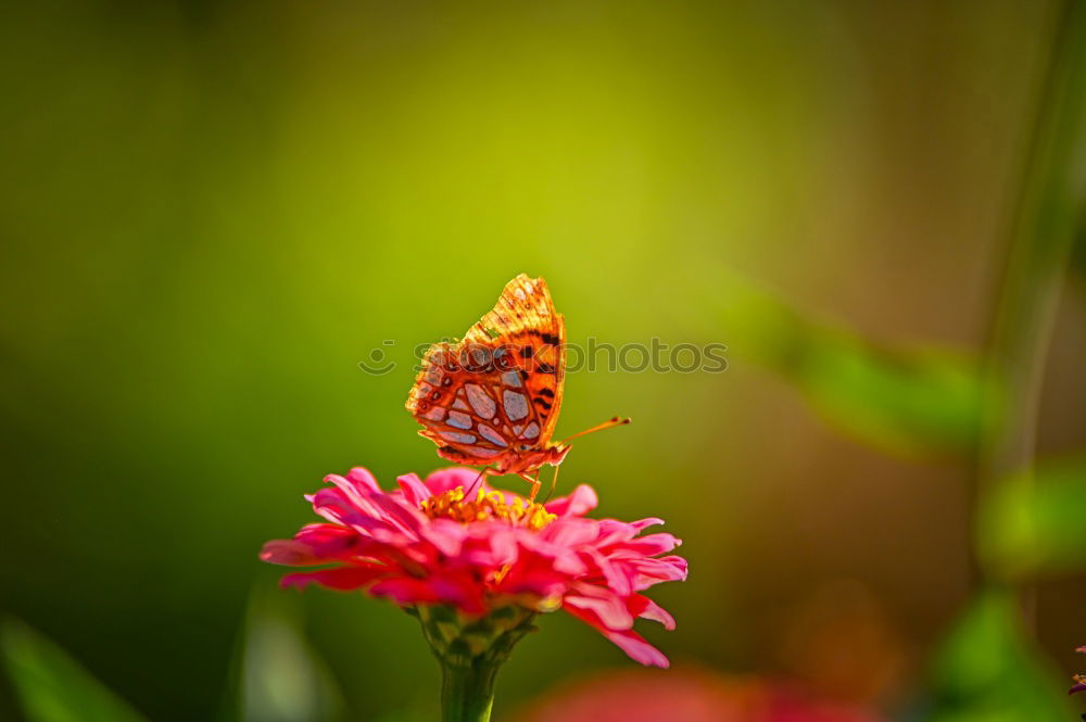 Similar – Wandelroeschen, Lantana, camara, Wandelrosen,