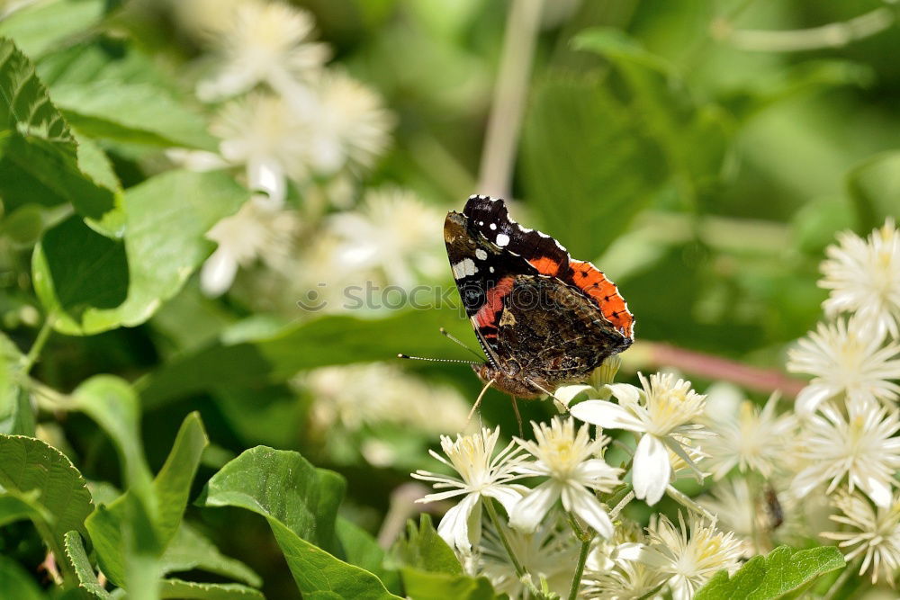 Similar – Image, Stock Photo It’s summer Nature Plant