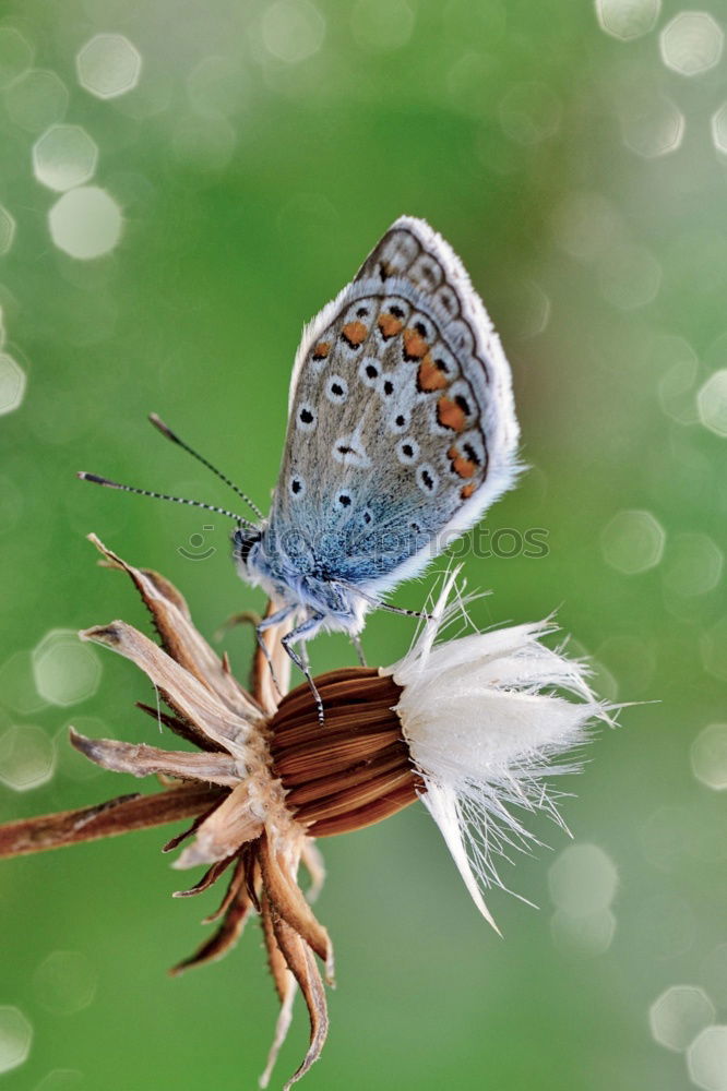 Similar – Image, Stock Photo foggy grey Nature Summer