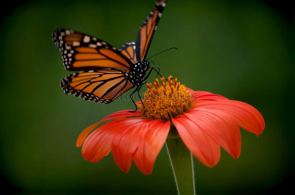 Similar – butterfly II Schmetterling