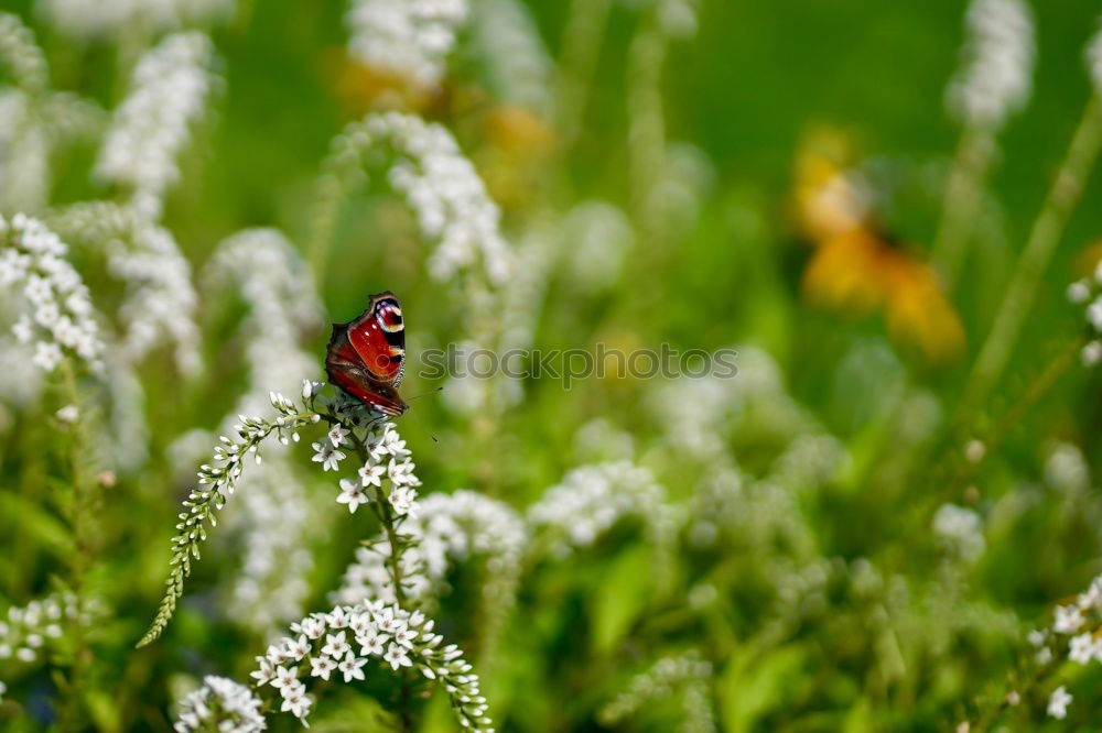 Similar – happy beetle Nature Plant