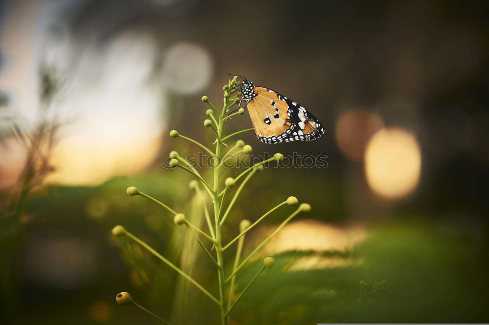 Similar – butterfly II Schmetterling