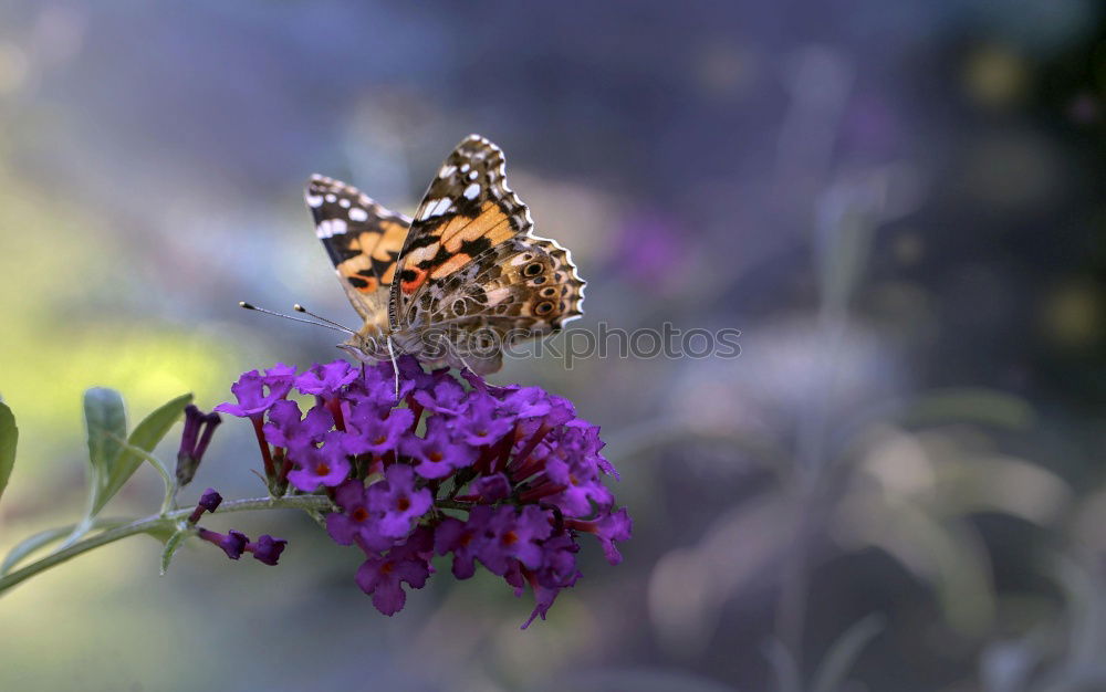 Image, Stock Photo sweet scent Nature Plant