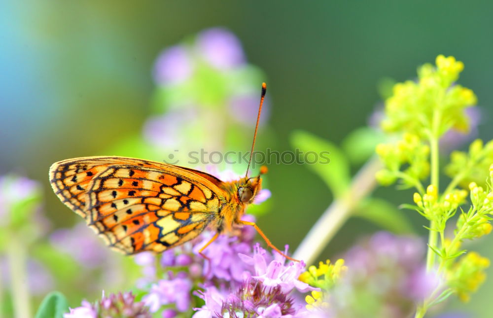 Similar – Image, Stock Photo A butterfly on lavender flowers