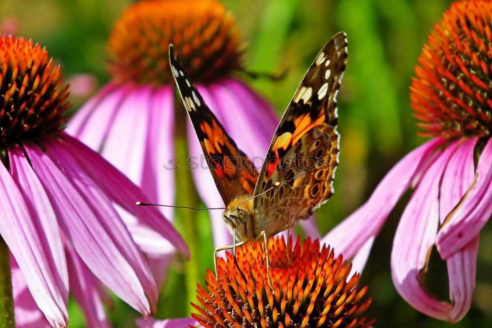 Similar – Bee on blossom Honey bee