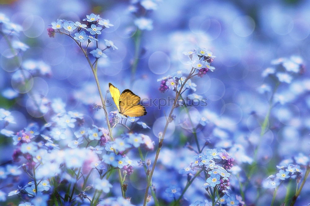 Similar – Image, Stock Photo bee blossom Environment