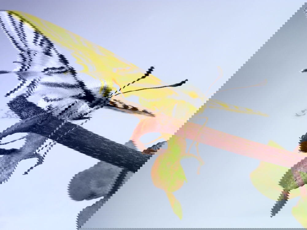 Similar – Foto Bild spatz Vogel Spatz Blume