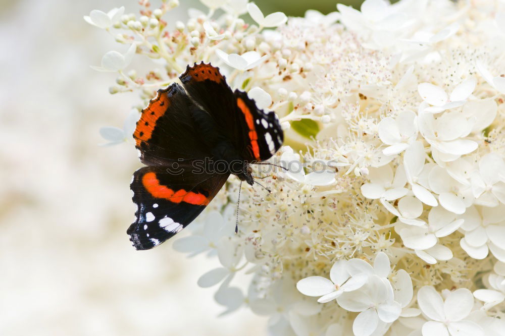 Similar – Image, Stock Photo hell(g)strong Nature Plant