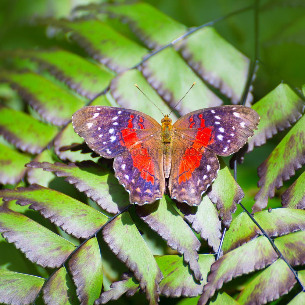 Similar – Image, Stock Photo Butterfly red-blue