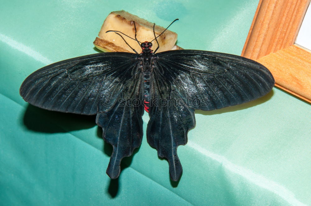 Similar – Image, Stock Photo Moth Wall (building)