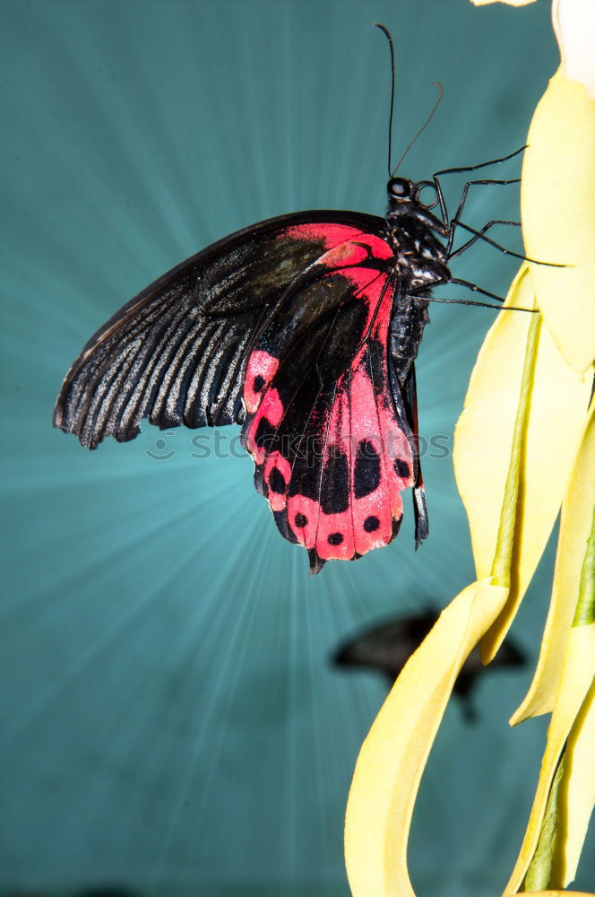 Image, Stock Photo Butterfly red-blue