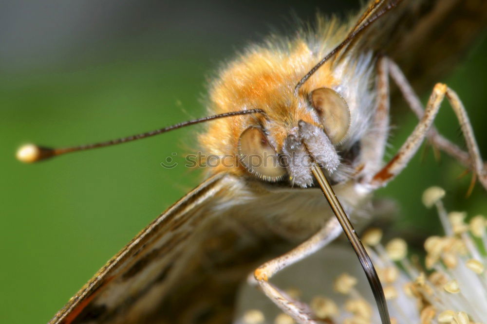 Similar – Macro of a small brown grasshopper