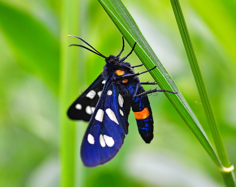 Similar – Black and Red Butterfly