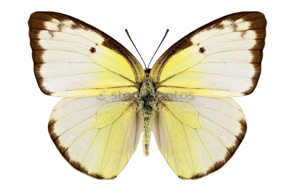 Similar – Butterfly gelb Insekt Tier