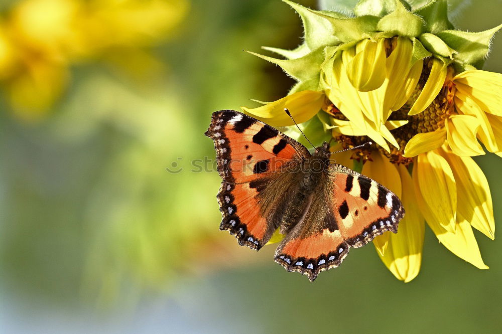 schmetterblumesonnenling