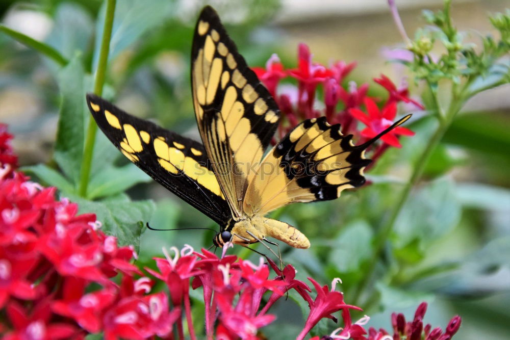 Similar – Foto Bild Antenne Butterfly