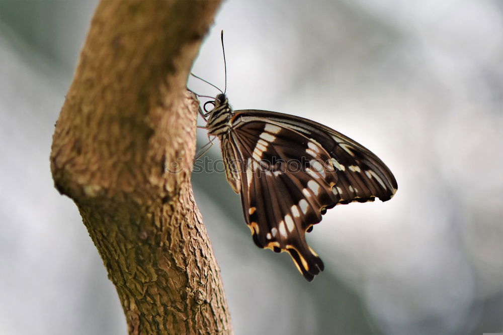 Similar – Frau Schmetterling, geb. Raupe