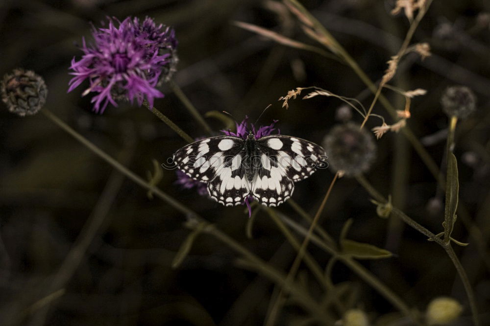 Similar – Image, Stock Photo rest Butterfly Plant Break