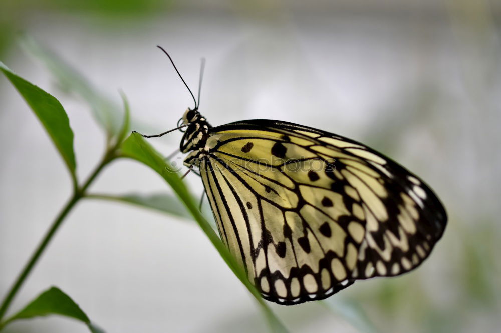 Similar – baumnymphe Schmetterling