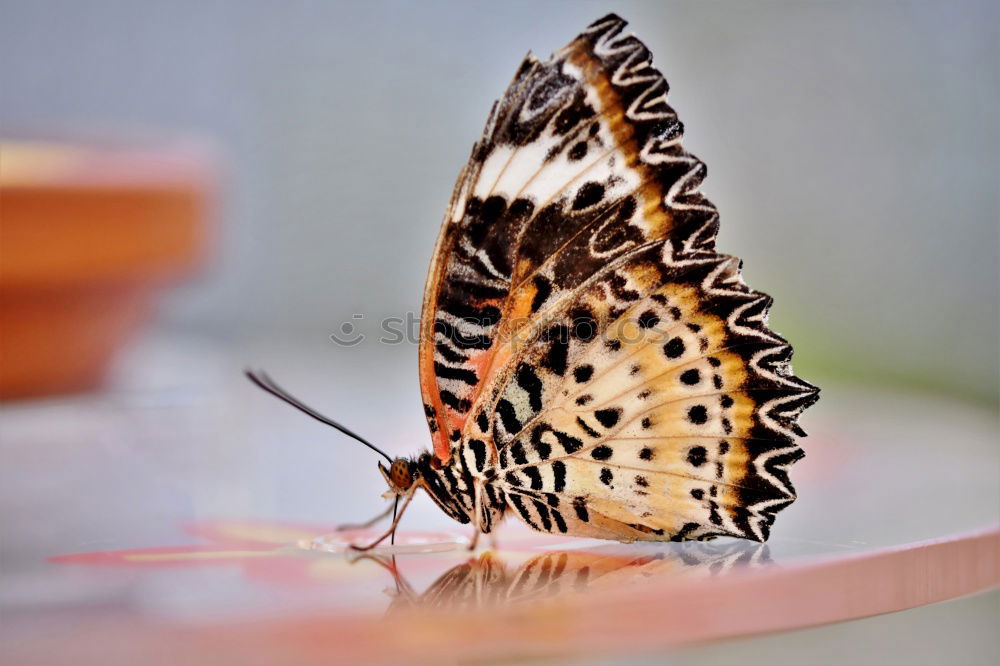 Similar – Image, Stock Photo Butterfly sits on the index finger of a hand