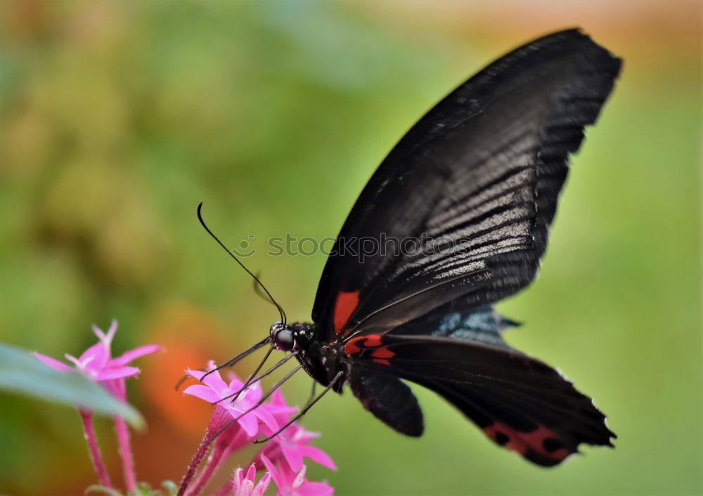 Similar – Butterfly in a colourful summer garden