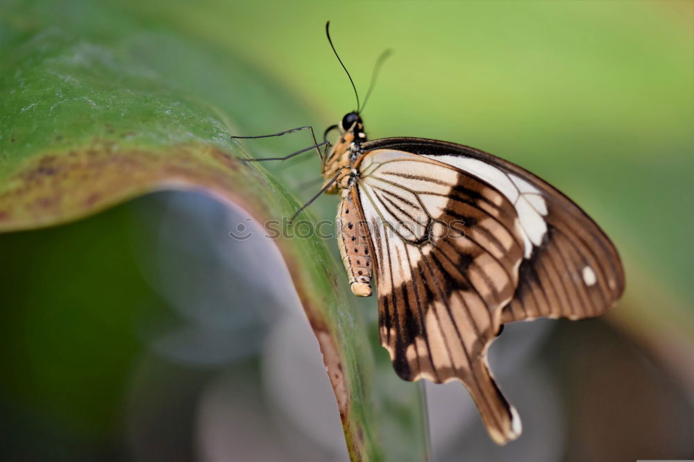 Similar – Frau Schmetterling, geb. Raupe