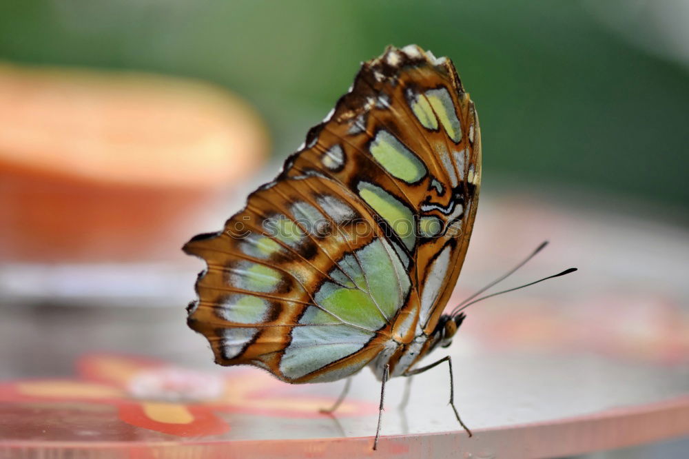 Similar – Image, Stock Photo butterfly photo Leaf