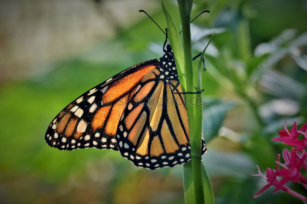 Similar – Monarch Danaus Plexippus